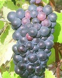 200px-IMG_Pinot_Noir_1 Grappe de Pinot Noir
