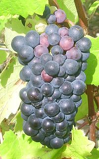 Grappe de Pinot Noir