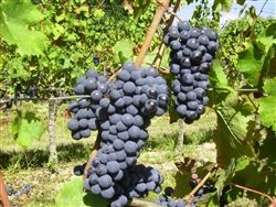 Cabernet-Franc-2T Cabernet Franc
