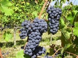 Cabernet Franc