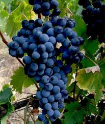 Grappe de Carignan