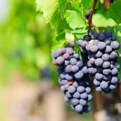 cepages-gamay Grappe de Gamay