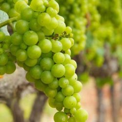 chardonnay Grappe de Chardonnay