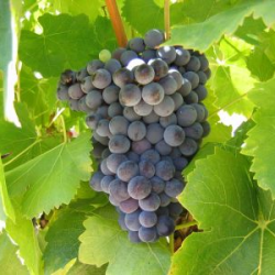 grenache-noir Grappe de Grenache