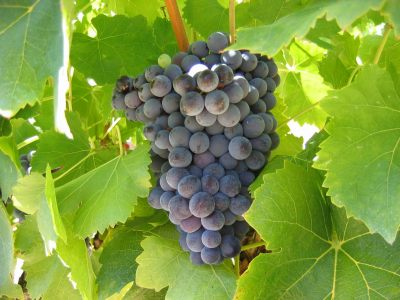 Grappe de Grenache