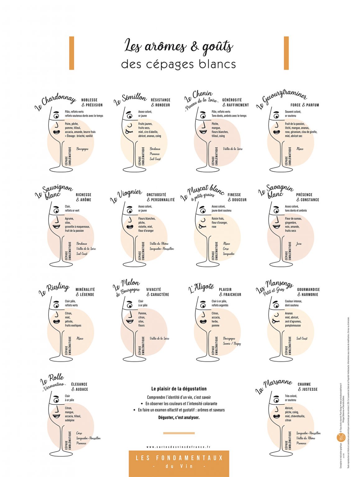 Affiche Les arômes & goûts des cépages blancs 30x40