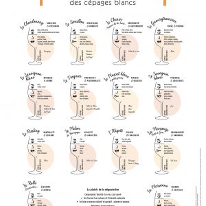 Affiche Les arômes & goûts des cépages blancs 30x40