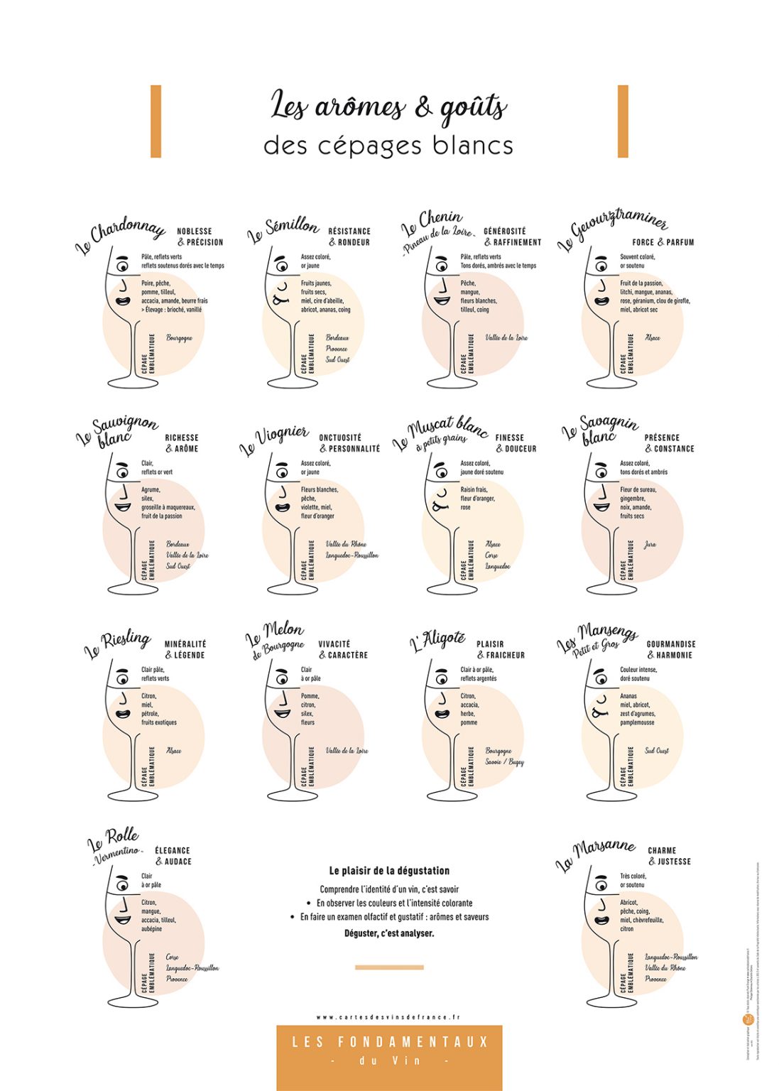 Affiche Les arômes & goûts des cépages blancs 50x70