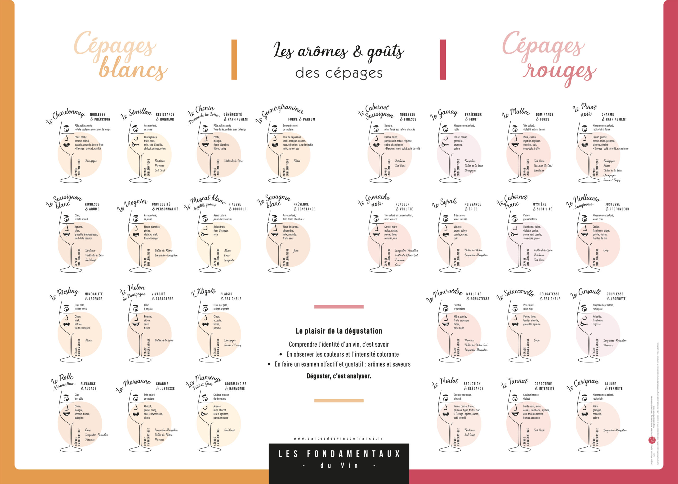 Affiche Les arômes & goûts des cépages blancs et rouges 70x50